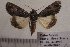  ( - 1022-151007-CV)  @13 [ ] Copyright (2011) Aidas Saldaitis Vilinus Ecological Institute