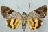  (Catocala mirifica - 10268-110806-JA)  @15 [ ] Copyright (2011) Robert Borth LepBio, LLC