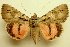  ( - 10269-030902-RU)  @13 [ ] Copyright (2011) Aidas Saldaitis Vilinus Ecological Institute