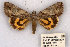  (Catocala crataegi sp. 2 - 10271-150688-AR)  @11 [ ] Copyright (2011) Robert Borth LepBio, LLC