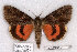  (Catocala irene Utah - 10279-180703-UT)  @11 [ ] Copyright (2011) Robert Borth LepBio, LLC