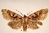  (Perigrapha balazsi - 10366-310311-CH)  @14 [ ] Copyright (2011) Aidas Saldaitis Vilinus Ecological Institute