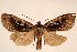  ( - 10367-100410-CH)  @13 [ ] Copyright (2011) Aidas Saldaitis Vilinus Ecological Institute