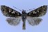  ( - 10377-290411-RU)  @14 [ ] Copyright (2011) Aidas Saldaitis Vilinus Ecological Institute