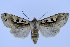  (Perigrapha hoenei - 10378-290411-RU)  @15 [ ] Copyright (2011) Aidas Saldaitis Vilinus Ecological Institute