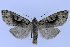  (Perigrapha extincta - 10379-290411-RU)  @14 [ ] Copyright (2011) Aidas Saldaitis Vilinus Ecological Institute