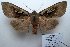  ( - 10385-290411-CH)  @13 [ ] Copyright (2011) Aidas Saldaitis Vilinus Ecological Institute