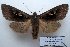  (Perigrapha pekarsky - 10388-270303-CH)  @13 [ ] Copyright (2011) Aidas Saldaitis Vilinus Ecological Institute
