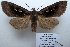  ( - 10389-040111-CH)  @13 [ ] Copyright (2011) Aidas Saldaitis Vilinus Ecological Institute
