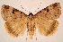  (Lygephila maxima - 10416-000000-CH)  @14 [ ] Copyright (2011) Aidas Saldaitis Vilinus Ecological Institute