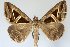  (Trigonodes hyppasia - 10440-280807-OM)  @15 [ ] Copyright (2011) Robert Borth LepBio, LLC
