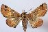  (Atacira mima - 10447-100907-OM)  @14 [ ] Copyright (2011) Robert Borth LepBio, LLC