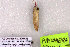  (Phytometra apicata - 10458-150609-AZ)  @12 [ ] Copyright (2011) Robert Borth LepBio, LLC