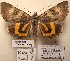  ( - 10500-240711-CH)  @13 [ ] Copyright (2012) Aidas Saldaitis Vilinus Ecological Institute