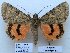  (Catocala orientalis - 10514-100909-RU)  @15 [ ] Copyright (2012) Aidas Saldaitis Vilinus Ecological Institute