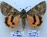  ( - 10515-100909-RU)  @15 [ ] Copyright (2012) Aidas Saldaitis Vilinus Ecological Institute