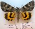  ( - 10519-300711-CH)  @13 [ ] Copyright (2012) Aidas Saldaitis Vilinus Ecological Institute