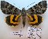  ( - 10520-020811-CH)  @13 [ ] Copyright (2012) Aidas Saldaitis Vilinus Ecological Institute