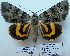  ( - 10521-240711-CH)  @14 [ ] Copyright (2012) Aidas Saldaitis Vilinus Ecological Institute