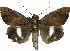  (Catephia sp. 1 - 10523-161211-MA)  @15 [ ] Copyright (2012) Robert Borth LepBio, LLC