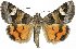  (Drasteria stretchii - 10534-120807-CA)  @15 [ ] Copyright (2012) Robert Borth LepBio, LLC