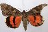  ( - 1086-100609-TX)  @13 [ ] Copyright (2011) Aidas Saldaitis Vilinus Ecological Institute