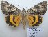  (Catocala ellamajor - 10507-120811-CH)  @14 [ ] Copyright (2012) Aidas Saldaitis Vilinus Ecological Institute