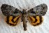  (Catocala proxeneta - 20414-010713-RU)  @15 [ ] Copyright (2014) Golovizin Vadim Research coll of Golovizin Vadim