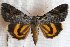  (Catocala nr. duplicata - 20416-070813-RU)  @15 [ ] Copyright (2014) Golovizin Vadim Research coll of Golovizin Vadim