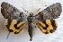 (Catocala danilovi - 20425-270712-RU)  @15 [ ] Copyright (2014) Golovizin Vadim Research coll of Golovizin Vadim