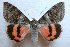  (Catocala afghana - 20438-180611-RU)  @14 [ ] Copyright (2014) Golovizin Vadim Research coll of Golovizin Vadim