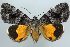  (Catocala jair - 20473-310714-NY)  @15 [ ] Copyright (2014) Robert Borth LepBio, LLC