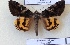  (Catocala shirozui - 20474-000000-TA)  @13 [ ] Copyright (2014) Balazs Benedek Research coll of Balazs Benedek
