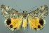  (Anydrophila mirifica - 20475-290514-KA)  @14 [ ] Copyright (2014) Robert Borth LepBio, LLC