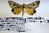  ( - 22000-040615-KA)  @13 [ ] Copyright (2017) Robert Borth LepBio, LLC