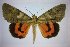  (Catocala amnonfreidbergi - 22003-200782-IS)  @11 [ ] Copyright (2017) Robert Borth LepBio, LLC
