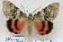  (Catocala nupta - 22007-100711-KA)  @14 [ ] Copyright (2017) Robert Borth LepBio, LLC