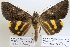  (Catocala dejeani - 22008-130812-TA)  @14 [ ] Copyright (2017) Robert Borth LepBio, LLC