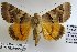  (Catocala fredi - 22016-120615-AB)  @14 [ ] Copyright (2017) Robert Borth LepBio, LLC