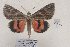  (Catocala fugitiva - 22017-100716-KA)  @13 [ ] Copyright (2017) Aidas Saldaitis Vilnius Ecological Institute