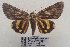  ( - 22020-150808-CH)  @14 [ ] Copyright (2017) Aidas Saldaitis Vilnius Ecological Institute