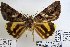  ( - 22021-150808-CH)  @14 [ ] Copyright (2017) Robert Borth LepBio, LLC