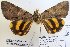  ( - 22027-150616-VI)  @13 [ ] Copyright (2017) Robert Borth LepBio, LLC