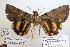  ( - 22028-150616-VI)  @11 [ ] Copyright (2017) Robert Borth LepBio, LLC