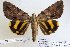  (Catocala nr. naumanni - 22030-151016-VI)  @14 [ ] Copyright (2017) Robert Borth LepBio, LLC