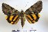  (Catocala naganoi - 22032-220616-TA)  @14 [ ] Copyright (2017) Robert Borth LepBio, LLC