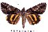  ( - 22033-180714-CH)  @14 [ ] Copyright (2017) Robert Borth LepBio, LLC