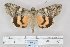  (Catocala neglecta - 22034-100611-CH)  @14 [ ] No Rights Reserved (2017) Anton Volynkin No