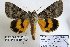  ( - 22035-180812-KA)  @14 [ ] Copyright (2017) Robert Borth LepBio, LLC
