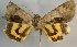  (Catocala nilsseni - 22036-050713-CH)  @12 [ ] Copyright (2017) Robert Borth LepBio, LLC